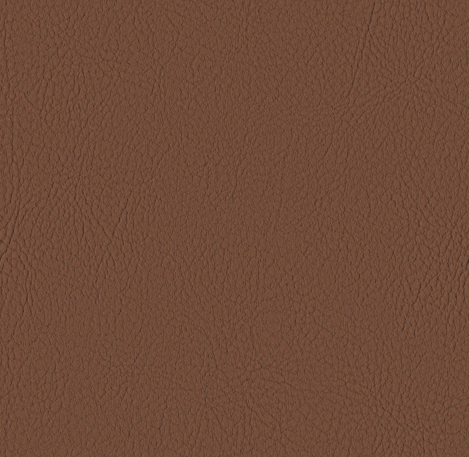Chesnut
