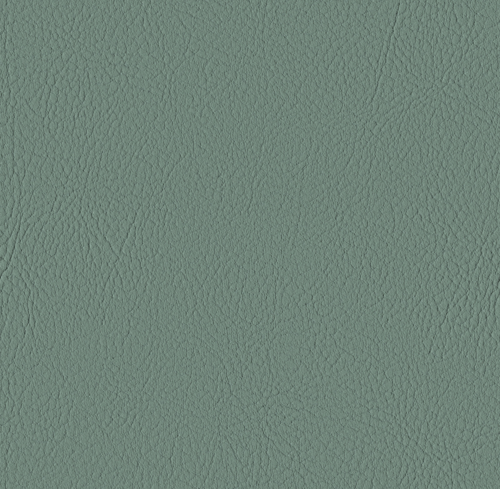 Eucalyptus
