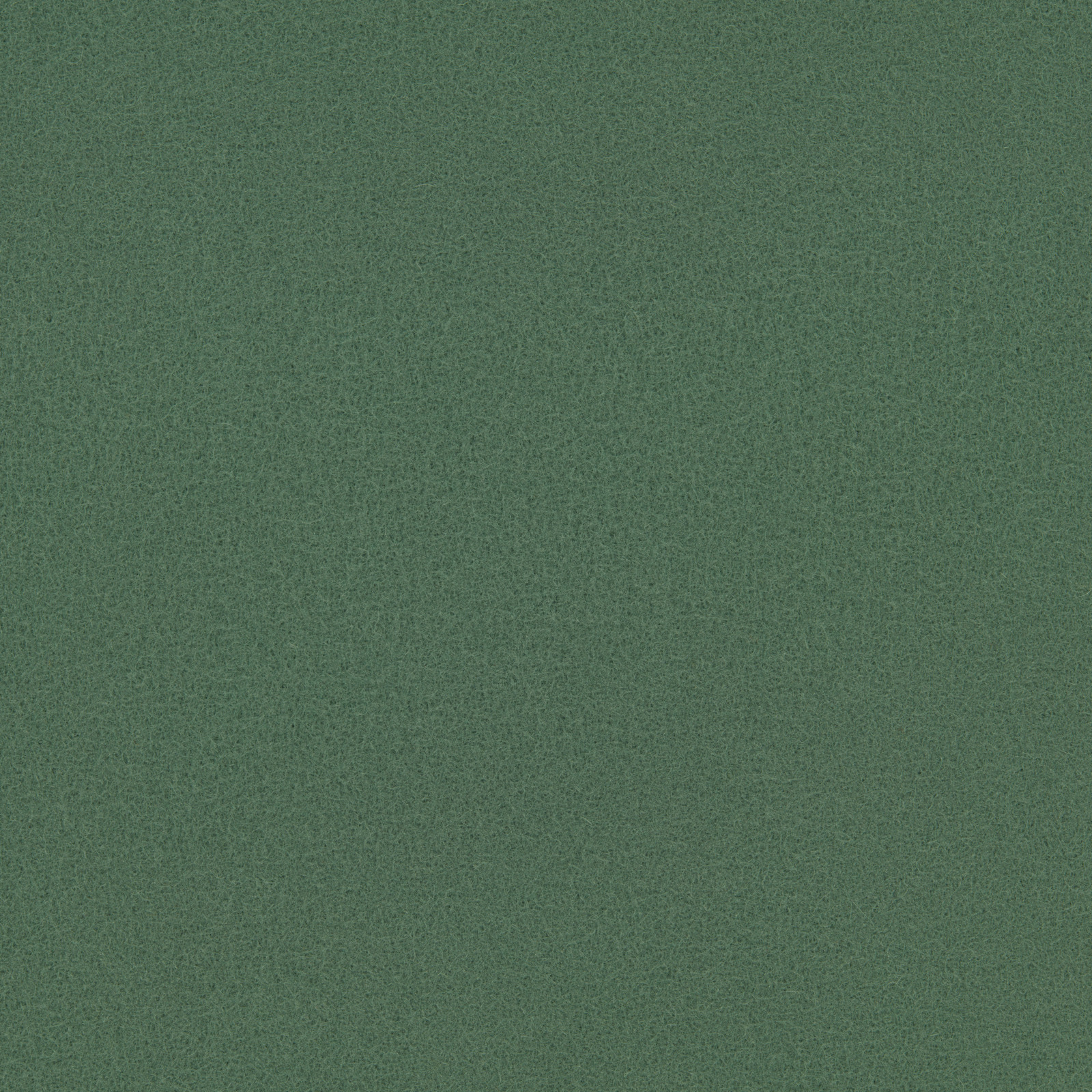 Eucalyptus